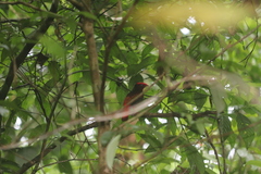 Phoenicircus carnifex