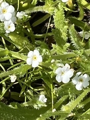 Plagiobothrys collinus