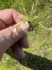 Plagiobothrys collinus