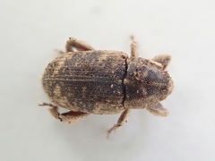 Mitrastethus lateralis