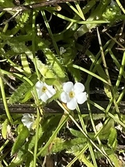 Plagiobothrys collinus