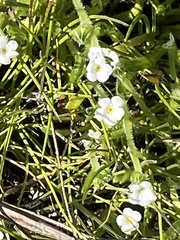 Plagiobothrys collinus