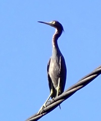 Egretta caerulea