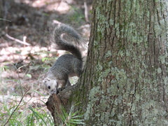 Sciurus niger cinereus