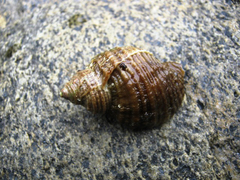Nucella heyseana