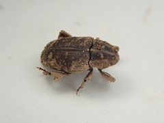 Mitrastethus lateralis
