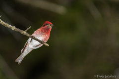 Haemorhous purpureus purpureus