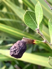 Exobasidium ferrugineae