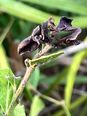 Exobasidium ferrugineae