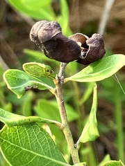 Exobasidium ferrugineae