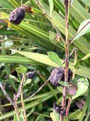 Exobasidium ferrugineae