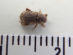 Mitrastethus lateralis