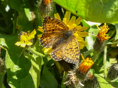 Boloria