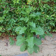 Crassocephalum crepidioides