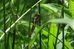 Libellula cyanea