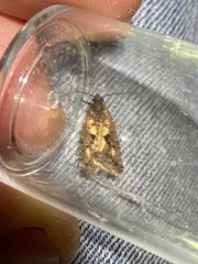Cryptaspasma querula