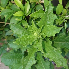 Crassocephalum crepidioides