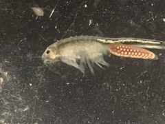 Branchinecta sandiegonensis