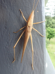 Pseudorhynchus lessonii