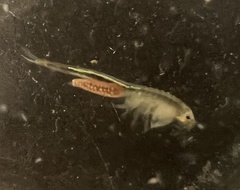 Branchinecta sandiegonensis