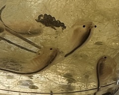 Branchinecta sandiegonensis