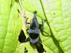 Rhodobaenus nawradii