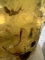 Branchinecta sandiegonensis