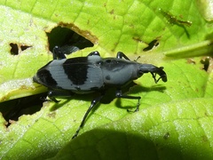 Rhodobaenus nawradii