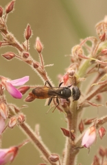 Pseudarthria hookeri