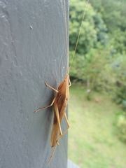 Pseudorhynchus lessonii