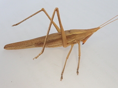 Pseudorhynchus lessonii