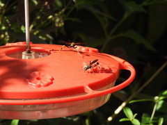 Sceliphron caementarium