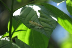 Nectopsyche exquisita