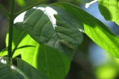 Nectopsyche exquisita