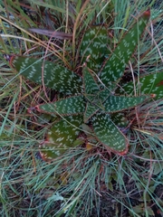 Aloe greatheadii davyana