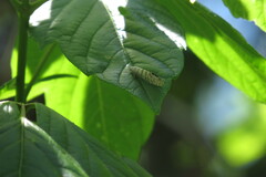 Nectopsyche exquisita