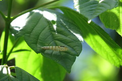 Nectopsyche exquisita