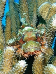 Scorpaenopsis oxycephalus