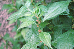 Parietaria officinalis