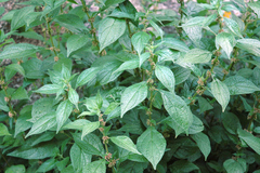 Parietaria officinalis