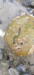 Phyllodocida
