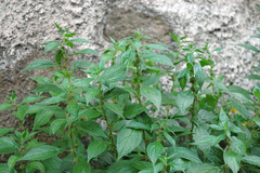 Parietaria officinalis