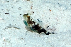 Cryptocentrus fasciatus