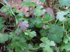 Geranium lucidum
