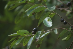 Karwinskia humboldtiana