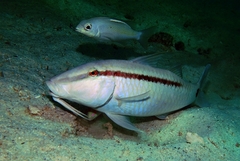 Parupeneus barberinus