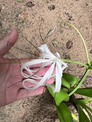 Crinum erubescens image