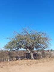 Crescentia alata