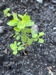 Euphorbia peplus