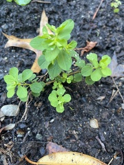 Euphorbia peplus